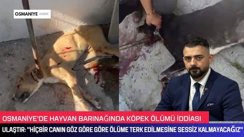 OSMANİYE’DE HAYVAN BARINAĞINDA KÖPEK ÖLÜMÜ İDDİASI