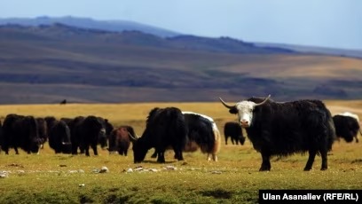 Yak besleyen ıpranmaz, etini yiyen yorulmaz